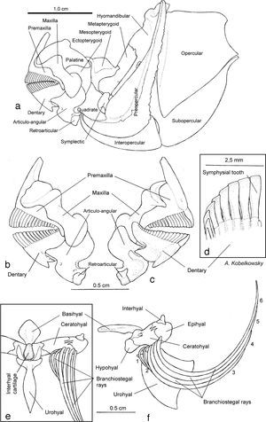 Mandibular skeleton and hyoid apparatus: (a) left side view of the mandibular arch, palatine series, jaw suspension, and opercular series; (b) left side view of the upper and lower jaws; (c) medial view of the upper and lower jaws; (d) internal view of the dentary teeth; (e) ventral view of the hyoid apparatus; and (f) left side view of the hyiod apparatus.