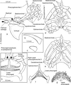 Branchial apparatus: (a) left side view of the branchial apparatus and its relation with the basihyal and urohyal; (b) external gill raker of the first branchial arch; (c) external gill raker of the second branchial arch; (d) dorsal view of the lower pharyngeal jaw; (e) ventral view of the upper pharyngeal jaw; (f) dorsal view of the branchial apparatus; (g) ventral view of the branchial apparatus; and (h) frontal view of the lower and upper pharyngeal jaws.