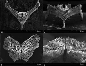 Pharyngeal plates, SEM micrograph: (a) superior view of the lower pharyngeal; (b) lateral view of the lower pharyngeal; (c) superior view of the upper pharyngeal; (d) lateral view of the upper pharyngeal.
