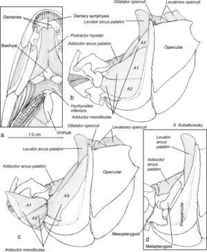 Mandibular musculature: (a) ventral view of the gular muscles; (b) left side view of the adductor mandibulae muscle; (c) the adductor mandibulae with the sections A1 and A2 proyected; and (d) left side view of the palatal muscles.