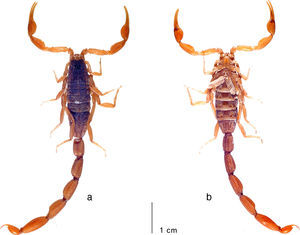Average-sized adult male (topotype) of Centruroides noxiusHoffmann, 1932, habitus: a, dorsal; b, ventral. Photo courtesy: František Kovařík.