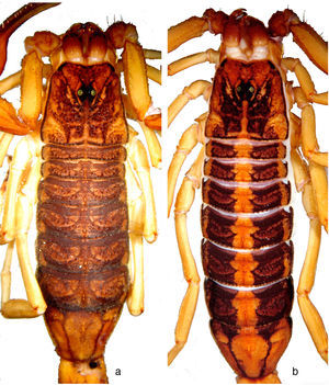 Adult male paratypes of Centruroides huichol sp. n., dimorphic color patterns: a, confluent; b, stripped.