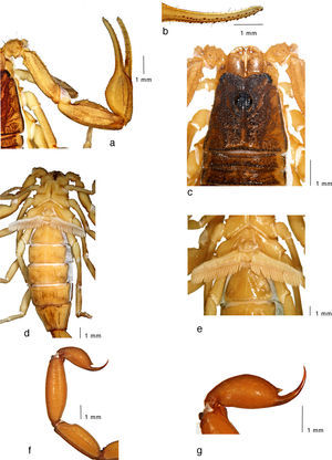 Average-sized adult male (topotype) of Centruroides noxiusHoffmann, 1932: a, pedipalp, dorsal view; b, fixed finger, ventral view; c, carapace and tergites I–II; d, trunk, ventral view; e, sternopectinal region; f, metasomal segments IV–V and telson, lateral view; g, telson, lateral view.