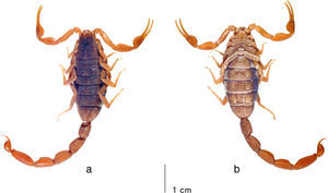Average-sized adult female (topotype) of Centruroides noxiusHoffmann, 1932, habitus: a, dorsal; b, ventral. Photo courtesy: František Kovařík.