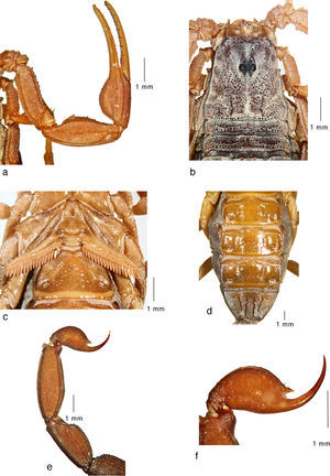 Average-sized adult female (topotype) of Centruroides noxiusHoffmann, 1932: a, pedipalp, dorsal view; b, carapace and tergites I–II; c, sternopectinal region; d, sternites IV–VII; e, metasomal segments IV–V and telson, lateral view; f, telson, lateral view.