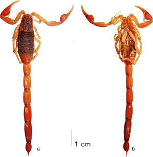 Average-sized adult male (holotype) of Centruroides huichol sp. n., habitus: a, dorsal; b, ventral.
