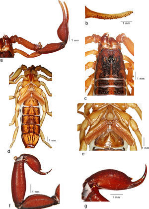 Average-sized adult male (paratype) of Centruroides huichol sp. n.: a, pedipalp, dorsal view; b, fixed finger, ventral view; c, carapace and tergites I–II; d, trunk, ventral view; e, sternopectinal region; f, metasomal segments IV–V and telson, lateral view; g, telson, lateral view.