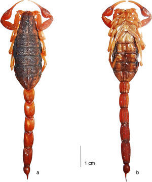 Average-sized adult female (paratype) of Centruroides huichol sp. n., habitus: a, dorsal; b, ventral.