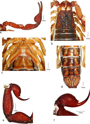 Average-sized adult female (paratype) of Centruroides huichol sp. n.: a, pedipalp, dorsal view; b, carapace and tergites I–II; c, sternopectinal region; d, sternites IV–VII; e, metasomal segments IV–V and telson, lateral view; f, telson, lateral view.