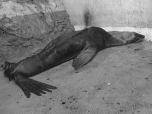 Overall appearance of the subadult male Guadalupe fur seal, Arctocephalus townsendi, during evaluation and treatment at the Centro Mexicano de la Tortuga, in Mazunte, Oaxaca.