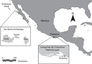 Distribution of Guadalupe fur seals, Arctocephalus townsendi, indicating the breeding (Guadalupe Island) and recolonization (San Benito Archipelago) sites, as well as the atypical stranding in the Parque Nacional Lagunas de Chacahua in Oaxaca, Mexico.