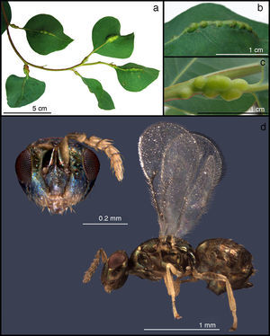 Damage of Leptocybe invasa in Eucalyptus camaldulensis. (a) Branch with galls; (b) leaf gall; (c) petiole gall; (d) L. invasa lateral view, frontal detail of the head.