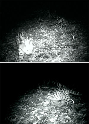 Fotogramas tomados de los 2 clips de video en los que se registró al margay en la fracción i del Área de Protección de Flora y Fauna Corredor Biológico Chichinautzin, en el extremo noroeste del estado de Morelos, México.
