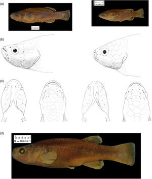 Morphological comparison of the species of Profundulus: (a) Profundulus (P.) mixtlanensis sp. nov. and P. oaxacae individuals; (b) lateral view of the head of both species; (c) dorsal head view of both species; (d) holotype of P. mixtlanensis sp. nov.