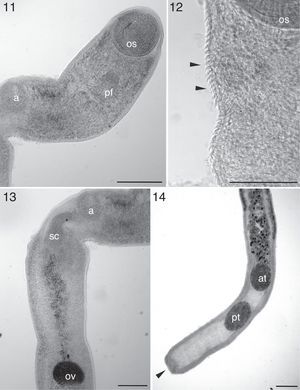 Telorchis birabeni (Digenea: Telorchiidae) parasite of Phrynops hilarii (Testudines: Chelidae) from Southern Brazil. 11, anterior region, os-oral sucker, ph- pharynx, a-acetabulum (bar=220μm); 12, integument of the anterior region with presence of spines (arrows) (bar=53μm); 13, anterior region, a-acetabulum, cs-cirrus sac, ov-ovary (bar=170μm); 14, posterior region, cupuliform formation characteristic of the species (arrow), at-anterior testis, pt-posterior testis (bar=240μm).