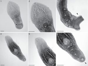 1–3, Cheloniodiplostomum sp. (Digenea: Proterodiplostomidae) parasite of Acanthochelys spixii (Testudines: Chelidae) from Southern Brazil. 1, ventral view, egg (arrow) (bar=150μm); 2, ventral view of forebody, hf-holdfast (bar=150μm); 3, lateral view of hindbody, well-developed genital cone (arrow), ov-ovary, at-anterior testis, pt-posterior testis (bar=180μm). 4–6. Cheloniodiplostomum testudinis (Digenea: Proterodiplostomidae) parasite of Phrynops hilarii (Testudines: Chelidae) from Southern Brazil. 4, ventral view (bar=160μm); 5, ventral view of forebody (bar=160μm); 6, ventral view of hindbody, genital cone (arrow), hf-holdfast, ov-ovary, at-anterior testis, pt-posterior testis (bar=160μm).