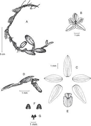 Maxillaria pinasensis Zambrano et. Solano. A) hábito; B) vista de la flor; C) disección floral; D) labelo y columna en vista lateral; E) labelo en vista frontal; F) antera; G) polinario. Dibujo de B. Zambrano basado en el holotipo.