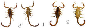 Habitus of dorsal and ventral views of holotype male and paratype female of Centruroides ruana sp. nov. Bars=10mm.
