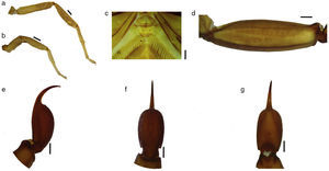 Adult male paratype of Centruroides ruana sp. nov.: (a) pigmentation leg IV; (b) pigmentation leg I; (c) basal pectinal plate; (d) metasomal segment V lateral; (e) telson lateral view; (f) telson ventral view; (g) telson dorsal view. Bars=1mm.