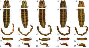 Morphological comparison between: (1), Centruroides ruana sp. nov.; (2), C. balsasensis; (3), C. infamatus; (4), C. limpidus, and (5), C. tecomanus. (a) pigmentation on the carapace; (b) pigmentation of mesosoma; (c) metasoma, lateral; (d) metasomal segment V, and (e) vesicle and subaculear tubercle. Bars=1mm.
