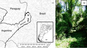 (11) Distribution map of Stenoterommata uruguai. (12) Habitat of S. uruguai in Misiones province, Argentina.