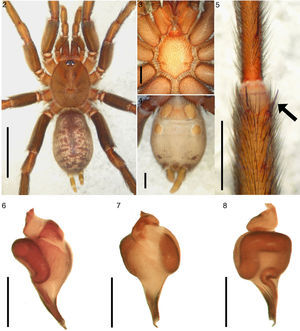 Stenoterommata uruguai. Male (LZI0350). (2) Carapace and abdomen, dorsal view; scale=0.5mm. (3) Labium and stenum, ventral view; scale=1mm. (4) Abdomen, ventral view; scale=1mm. (5) Left tibia I, ventral view (arrow pointing to megaspine); scale=1mm. (6) Palpal bulb, retrolateral view; scale=1mm. (7) Same, ventral view. (8) Same, prolateral view.