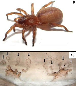 Stenoterommata uruguai. Female (LZI0331). (9) Habitus. (10) Spermathecae (arrows pointing multiple receptacles). Scales: Fig. 9=1cm, Fig. 10=1mm.