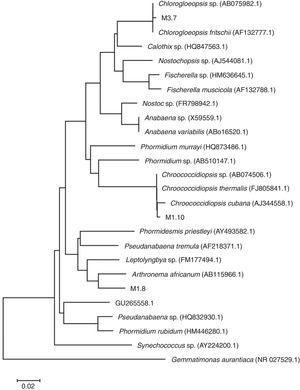 Phylogenetic tree showing relationship of the sequences found in our samples to representative Cyanoprokaryota16S rDNA genes. Sequences of the cyanobacteria were retrieved from GenBank. The evolutionary history was inferred using the neighbor-joining method. The optimal tree with the sum of branch length=0.92306470 is shown. Out group: Gemmatimonas aurantiaca.