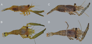 Color patterns of freshly collected specimens of Harpiliopsis depressa (A and B) and H. spinigera (C and D) from Bahía Chamela.