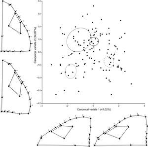 Diferencias interespecíficas entre especies del grupo calcogaster. El gráfico de deformación ilustra los cambios de la forma de la cabeza a lo largo de los ejes; la línea de puntos corresponde a la configuración de hitos y semihitos y la línea gris representa la variación de ese cuadrante. P.camilae (rombo, contorno: punto-guión), P.yachanana (triángulo, contorno: puntos), P.patagonicus (cuadrado, contorno: guiones) y P.calcogaster (círculo, contornos: línea sólida).