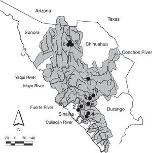 Collection sites for Catostomus sp. and C. bernardini in the Sierra Madre Occidental, Mexico. Numbers correpond to localities detailed in Appendix 1.