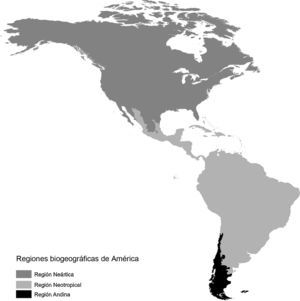 Regionalización de América. De norte a sur: región Neártica, región Neotropical, región Andina. Modificado de Morrone (2006).
