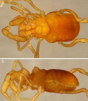 Philora izel sp. nov. A, B, male holotype habitus, dorsal and lateral views.
