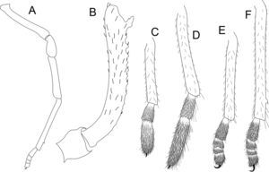 Philora mazateca sp. nov. Male holotype, legs: A, leg IV ectal view. B, femur IV prolateral view. C–F, metatarsus and tarsus, lateral views, legs I–IV.