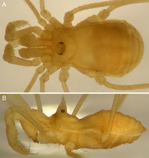 Philora nympha sp. nov. A, B, male holotype habitus, dorsal and lateral views.