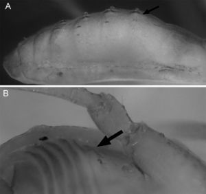Philora nympha sp. nov. Male holotype. A, dorsal ornamentation. B, setiferous tubercles on stigmatic area.