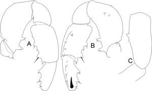 Philora izel sp. nov. Male holotype: A, B, pedipalp, ectal and mesal views. C, pedipalp femur, dorsal view.