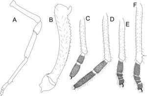 Philora izel sp. nov. Male holotype, legs: A, leg IV ectal view. B, femur IV prolateral view. C–F, metatarsus and tarsus, lateral views, legs I–IV.