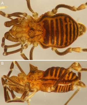 Philora mazateca sp. nov. A, B, male holotype habitus, dorsal and lateral views.