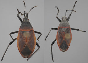 Vista dorsal de Largus semipunctatus Halstead (hembra: izquierda; macho: derecha).