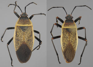 Vista dorsal de Largus cinctus Herrich-Schaeffer (hembra: izquierda; macho: derecha).