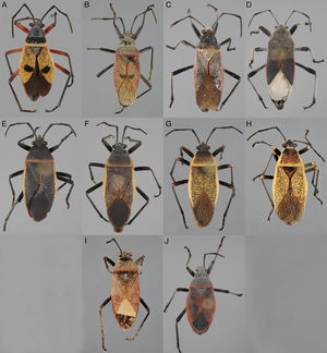 Placa comparativa en vista dorsal de los machos de Largus spp. A, Largus bipustulatus Stål; B, L. maculatus Schmidt; C, L. longulus Stål; D, L. subligatus Distant; E, L. convivus Stål; F, L. sculptilis Bliven; G, L. cinctus Herrich-Schaeffer; H, L. maculiventris Schmidt; I, L. varians Stål; J, L. semipunctatus Halstead.