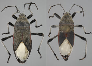 Vista dorsal de Largus subligatus Distant (hembra: izquierda; macho: derecha).