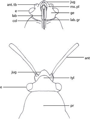 Largus spp. Vista ventral y dorsal de la cabeza.