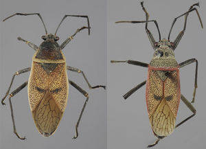 Vista dorsal de Largus maculatus Schmidt (hembra: izquierda; macho: derecha).