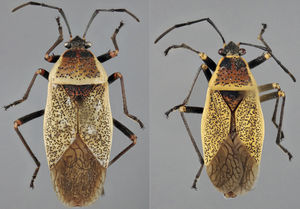 Vista dorsal de Largus maculiventris Schmidt (hembra: izquierda; macho: derecha).