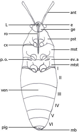 Patrón general de Largus spp., vista ventral.