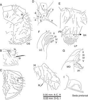 Eutrichocampa (I.) durangensis sp. nov. A)cabeza, quetotaxia dorsal; B)pronoto, quetotaxia dorsal; C)mesonoto, quetotaxia dorsal; D)antenómeros iii-iv; E)palpo labial; F)lacinia y lamelas i-v; G)mandíbula; H)metafémur; I)uñas de la pata iii.