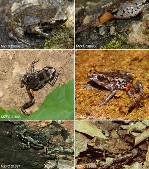 Photographs of Eleutherodactylus syristes. Photos of MZFC 26863, MZFC 21686, and ANMO 1992, and remaining specimens taken by TJD, UOGV, and Peter Heimes, respectively.