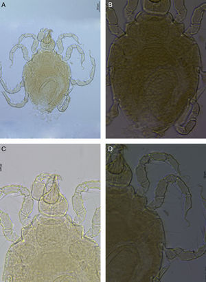 Limnohalacarus cultellatusViets, 1940, female: A, habitus; B, idiosoma, dorsal plates; C, gnathosoma; D, legs I and II.
